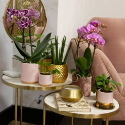 Phalaenopsis, Gesprenkelte Sorten, 2 Rispen, Topf-Ø 9 Cm, Höhe Ca. 30 Cm -Garten Sicht Verkäufe 0290100045 0290100046