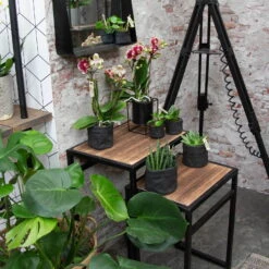 Phalaenopsis, Gesprenkelte Sorten, 2 Rispen, Topf-Ø 9 Cm, Höhe Ca. 30 Cm -Garten Sicht Verkäufe 0290100046 0250200535