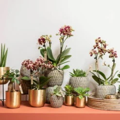 Phalaenopsis, Gesprenkelte Sorten, 3 Rispen, Topf-Ø 9 Cm, Höhe Ca. 30 Cm -Garten Sicht Verkäufe 0290100047