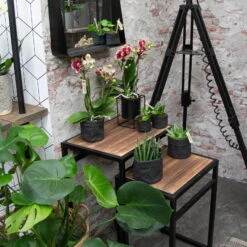 Phalaenopsis, Gesprenkelte Sorten, 3 Rispen, Topf-Ø 9 Cm, Höhe Ca. 30 Cm -Garten Sicht Verkäufe 0290100047 Phalaenopsis 3R gesprenkelt 9 cm T H 30 cm