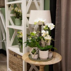 Phalaenopsis, Weißtöne, 2 Rispen, Topf-Ø 9 Cm, Höhe Ca. 30 Cm -Garten Sicht Verkäufe 0290100048 0290100049 1