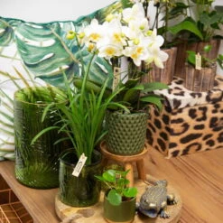 Phalaenopsis, Weißtöne, 2 Rispen, Topf-Ø 9 Cm, Höhe Ca. 30 Cm -Garten Sicht Verkäufe 0290100048 2