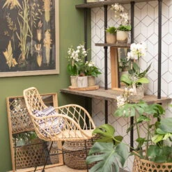 Phalaenopsis, Weißtöne, 2 Rispen, Topf-Ø 9 Cm, Höhe Ca. 30 Cm -Garten Sicht Verkäufe 0290100048 3