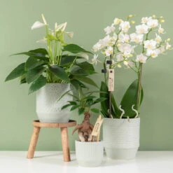 Phalaenopsis, Weißtöne, 2 Rispen, Topf-Ø 9 Cm, Höhe Ca. 30 Cm