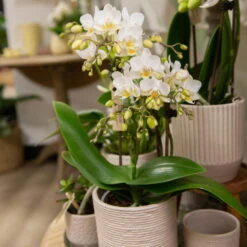 Phalaenopsis, Weißtöne, 3 Rispen, Topf-Ø 9 Cm, Höhe Ca. 30 Cm -Garten Sicht Verkäufe 0290100049 5