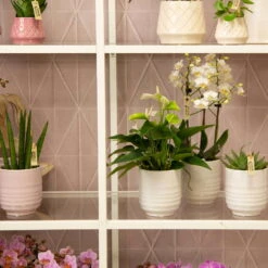 Phalaenopsis, Weißtöne, 3 Rispen, Topf-Ø 9 Cm, Höhe Ca. 30 Cm -Garten Sicht Verkäufe 0290100049 6