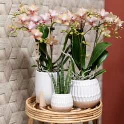 Phalaenopsis, Orangetöne, 3 Rispen, Topf-Ø 9 Cm, In Keramikübertopf -Garten Sicht Verkäufe 0290100055 0290100054