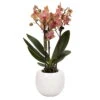 Phalaenopsis, Orangetöne, 3 Rispen, Topf-Ø 9 Cm, In Keramikübertopf