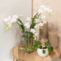 Phalaenopsis, Weißtöne, 2 Rispen, Topf-Ø 9cm, Mit Keramikübertopf, Höhe Ca. 30cm -Garten Sicht Verkäufe 0290100060 3