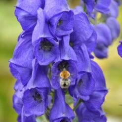 Schattenstauden Set, 18 Pflanzen Für 3 M², Bunt -Garten Sicht Verkäufe 0310100016 Aconitum napellus tk 122491