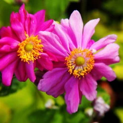 Schattenstauden Set, 18 Pflanzen Für 3 M², Bunt -Garten Sicht Verkäufe 0310100044 anemone japonica Prinz Heinrich tk 122490