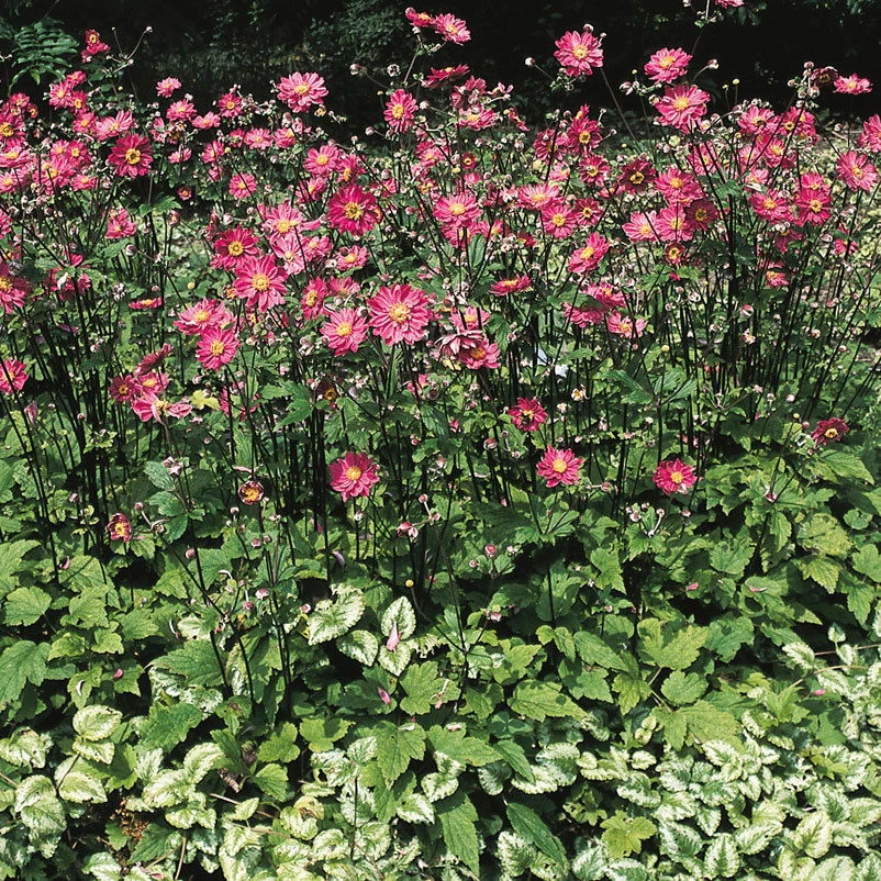 Herbst-Anemone 'Prinz Heinrich' Magentarot, Topf-Ø 9 Cm, 3er-Set