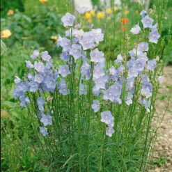 Bio Pfirsichblättrige Glockenblume Blau, Topf-Ø 11 Cm, 3er-Set -Garten Sicht Verkäufe 0310100127 Campanula persicifolia blau Koelle 11 cm Topf blau 44385