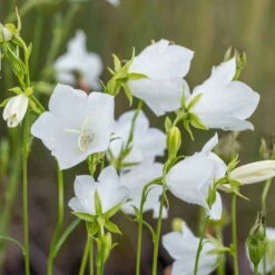 Schattenstauden Set, 18 Pflanzen Für 3 M², Bunt -Garten Sicht Verkäufe 0310100128 campanula grandiflora 122683
