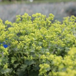 Frauenmantel Grün-gelb, Topf-Ø 11 Cm, 3er-Set -Garten Sicht Verkäufe 0310100893 Alchemilla mollis 1 79990