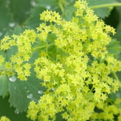 Frauenmantel Grün-gelb, Topf-Ø 11 Cm, 3er-Set -Garten Sicht Verkäufe 0310100893 Alchemilla mollis Koelle 9cm Topf 67664
