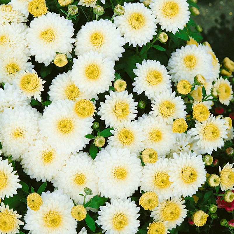 Bio Winteraster Weiß, Topf-Ø 11 Cm, 3er-Set