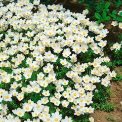 Anemone Sylvestris Weiß, Topf-Ø 9 Cm, 3er-Set -Garten Sicht Verkäufe 0310101473 Anemone sylvestris Koelle 9 cm Topf weiss 44393