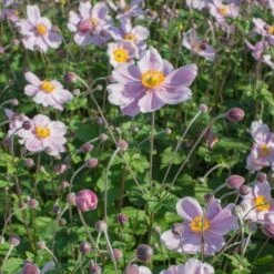 Herbst-Anemone Rosa, Topf-Ø 9 Cm, 3er-Set