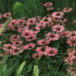 Insektenfreundliches Stauden Set, 18 Pflanzen Für 3 M², Bunt -Garten Sicht Verkäufe 0310103860 Echinacea purpurea rot Koelles Beste 9 11er Topf 4899