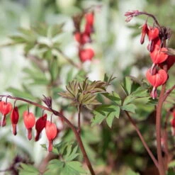 Bio Tränendes Herz 'Valentine' Rot, Topf-Ø 11 Cm, 3er-Set -Garten Sicht Verkäufe 0310105664 Dicentra spectabilis Valentine Koelle 11 cm Topf rot 44401 1