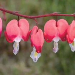Schattenstauden Set, 18 Pflanzen Für 3 M², Bunt -Garten Sicht Verkäufe 0310105664 Dicentra spectabilis Valentine Koelle 11cm Topf rot 01 45604