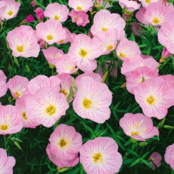 Insektenfreundliches Stauden Set, 18 Pflanzen Für 3 M², Bunt -Garten Sicht Verkäufe 0310105848 nachtkerze siskiyou rosa 11 cm topf web 42374