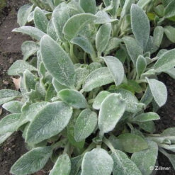 Bio Woll-Ziest 'Silver Carpet' Rosa-violett, Topf-Ø 11 Cm, 3er-Set -Garten Sicht Verkäufe 0310106060 Stachys byzantina Silver Carpet Copyright 46510