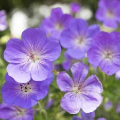 Storchschnabel 'Rozanne'® Violett, Topf-Ø 12 Cm, 3er-Set -Garten Sicht Verkäufe 0310106062 Geranium wallichianum Rozanne Koelle 11cm Topf 67672