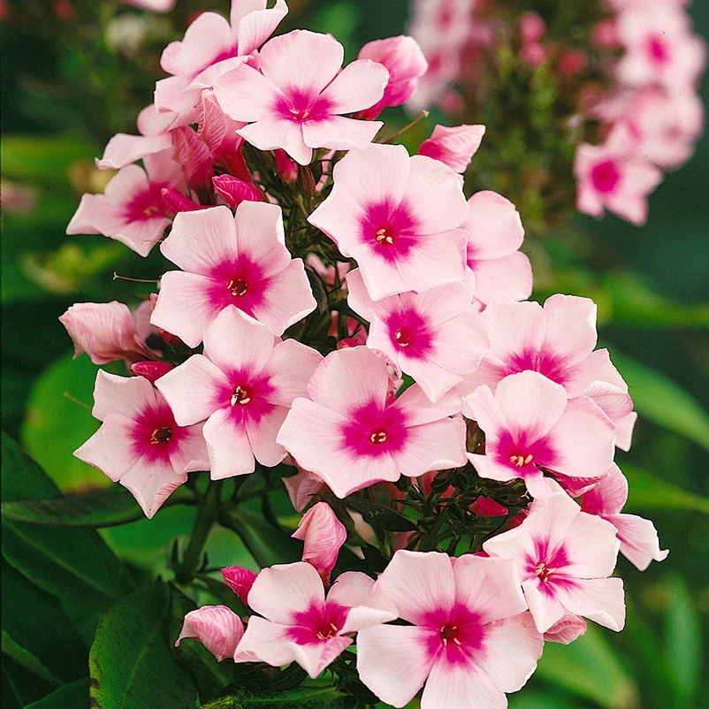 Bio Flammenblume 'Bright Eyes' Rosa, Topf-Ø 11 Cm, 3er-Set