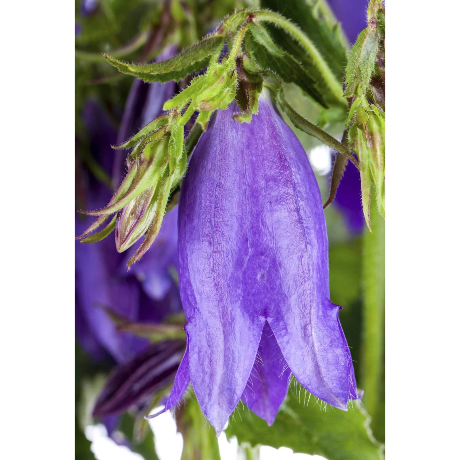 Bio Campanula Punctata 'Sarastro' Rosa, Topf-Ø 11 Cm, 3er-Set – Bild 2