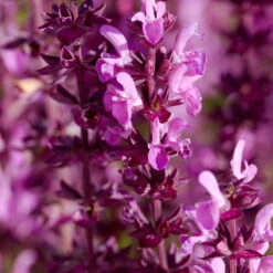 Schmetterlingsstauden Set, 19 Pflanzen Für 3 M², Bunt -Garten Sicht Verkäufe 0310107560 Salvia nemorosa Amethyst 75683