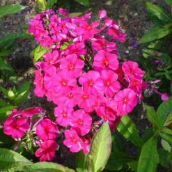 Bio Flammenblume 'Kirchenfürst' Purpurrot, Topf-Ø 11 Cm, 3er-Set