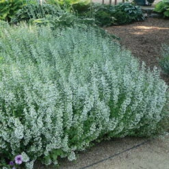 Schmetterlingsstauden Set, 19 Pflanzen Für 3 M², Bunt -Garten Sicht Verkäufe 0310107644 Calamintha nepeta Koelle 11cm Topf blau 75687