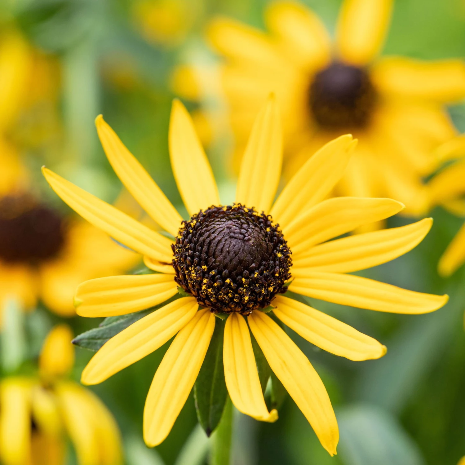 Bio Sonnenhut 'Little Goldstar' Gelb, Topf-Ø 11 Cm, 3er-Set 1 Bio Sonnenhut 'Little Goldstar' Gelb, Topf-Ø 11 Cm, 3er-Set