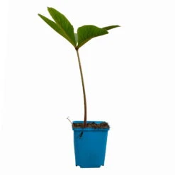 Schaublatt 'Rotlaub' Cremeweiß, Topf-Ø 11 Cm, 3er-Set -Garten Sicht Verkäufe 0310107703 Rodgersia podophylla Rotlaub cremeweiss 12 112416