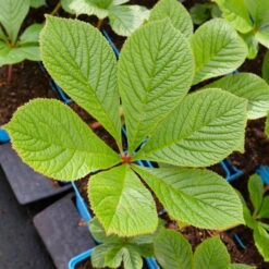 Schaublatt 'Rotlaub' Cremeweiß, Topf-Ø 11 Cm, 3er-Set -Garten Sicht Verkäufe 0310107703 Rodgersia podophylla Rotlaub cremeweiss 2 112332
