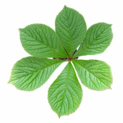 Schaublatt 'Rotlaub' Cremeweiß, Topf-Ø 11 Cm, 3er-Set -Garten Sicht Verkäufe 0310107703 Rodgersia podophylla Rotlaub cremeweiss 4 112415