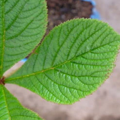 Schaublatt 'Rotlaub' Cremeweiß, Topf-Ø 11 Cm, 3er-Set -Garten Sicht Verkäufe 0310107703 Rodgersia podophylla Rotlaub cremeweiss 5 112333