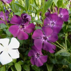 Vinca Minor Austria® (Immergrün-Duo Rot/weiß), 6er-Set, Topf 13 Cm Ø