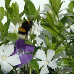 Vinca Minor Bavaria® (Immergrün-Duo Blau/weiß), 6er-Set, Topf 13 Cm Ø -Garten Sicht Verkäufe 0310107706 Vinca minor Bavaria 6er Set blau weiss 2 103903