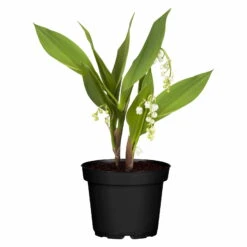 Maiglöckchen Weiß, Topf-Ø 11 Cm, 3er-Set -Garten Sicht Verkäufe 0310250056 Convallaria majalis Koelle 11cm Topf 4Blueten1 71872