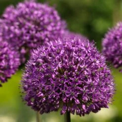 Allium 'Stratos' Purpurrot, Topf-Ø 14 Cm, 3er-Set