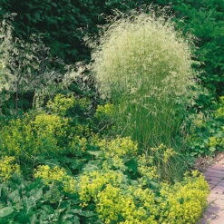 Bio Rasen-Schmiele, Topf-Ø 11 Cm, 3er-Set -Garten Sicht Verkäufe 0310300023 Deschampsia caespitosa Koelles Beste 9 11er Topf rot 4893