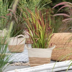 Japanisches Blutgras 'Red Baron', Blattspitzen In Rot, Topf -Ø 19 Cm -Garten Sicht Verkäufe 0310300343 Imperata cylindrica Red Baron 1 81621 1