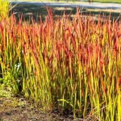 Garten Sicht Verkäufe -Garten Sicht Verkäufe 0310300343 Imperata cylindrica Red Baron 2 81620 2