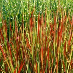 Japanisches Blutgras 'Red Baron', Topf-Ø 12 Cm, 3er-Set -Garten Sicht Verkäufe 0310300343 Imperata cylindrica RedBaron KB 9 11er Topf 34536 2