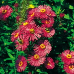 Schmetterlingsstauden Set, 19 Pflanzen Für 3 M², Bunt -Garten Sicht Verkäufe 0310500547 Aster novae angliae Alma Poetschke Koelles Beste 12er Topf rot o 4805
