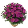 Kissenaster 'Purple Diamond' Violett, Topf-Ø 12 Cm, 3er-Set