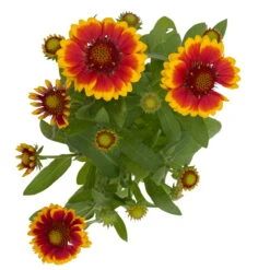 Kokardenblume, Farbe Nach Verfügbarkeit, Topf-Ø 12/13 Cm, 6er-Set 19 Kokardenblume, Farbe Nach Verfügbarkeit, Topf-Ø 12/13 Cm, 6er-Set -Garten Sicht Verkäufe 0310500624 Gaillardia aristata gelbrot 4 111887